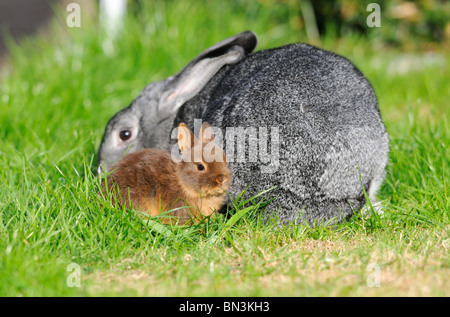 Netherland Dwarf and American Chinchilla sitting in the grass Stock Photo