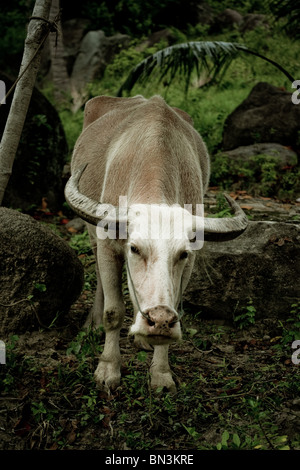 Buffalo in a forest, Ko Tao, Thailand Stock Photo