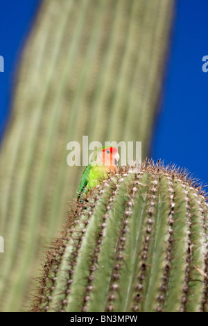 Rosy-faced Lovebird (Agapornis roseicollis) sitting on a Saguaro cactus, Arizona, USA, low angle view Stock Photo