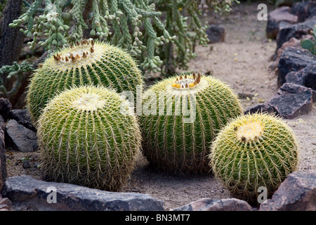 Cactuses, Desert Botanical Garden, Phoenix, Arizona, USA Stock Photo
