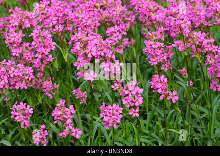 Pink Sticky catchfly flowers close up Lychnis viscaria Stock Photo