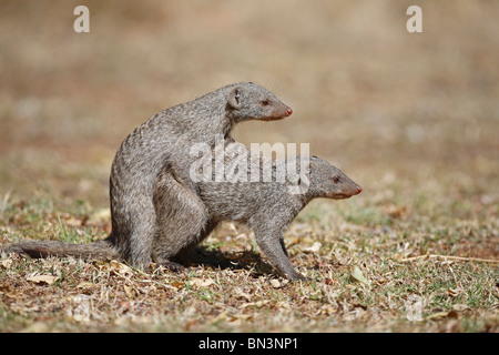 Two zebra mongooses, Mungos mungo, mating, Pilanes Game Reserve, North West, South Africa, Africa Stock Photo