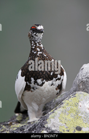 Male Rock Ptarmigan, Lagopus mutus, standing on rock, Niederhorn, Swiss Alps, Switzerland, Europe Stock Photo