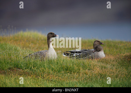 Pink-footed Geese, Anser brachyrhynchus, Spitsbergen, Norway, Scandinavia, Europe Stock Photo