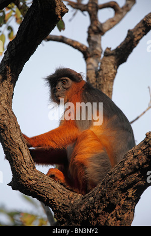 Western Red Colobus, Piliocolobus badius, Gambia, West Africa, Africa Stock Photo