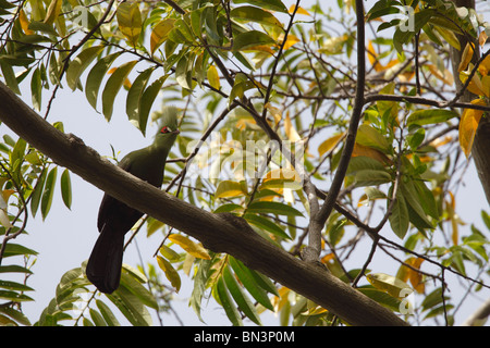 Green Turaco, Tauraco persa, sitting on a branch, Gambia, West Africa, Africa Stock Photo