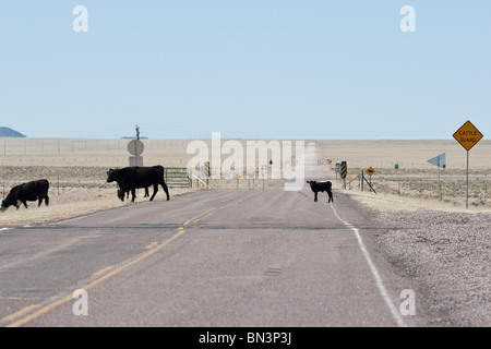 Cattle crossing a country road, New Mexico, USA Stock Photo