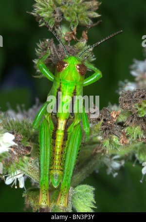 Differential Grasshopper, Melanoplus differentialis, on a plant, close-up Stock Photo