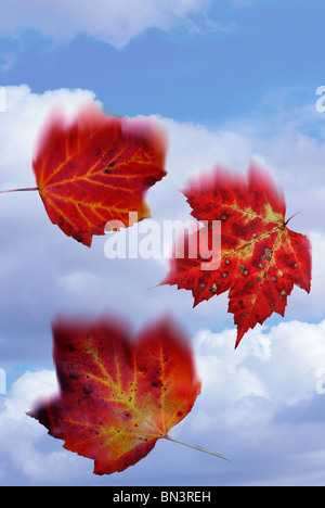 red maple leaves falling against a blue sky with clouds Stock Photo