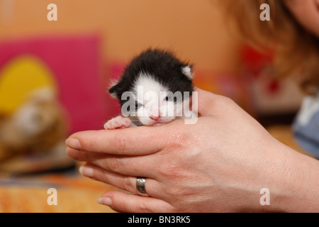 domestic cat, house cat, European Shorthair (Felis silvestris f. catus), 12 days old kitten in the hand of a woman, Germany Stock Photo