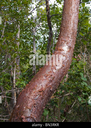 Peeling bark of Gumbo Limbo tree in hardwood hammock, Sandfly Island, Everglades City, Everglades National Park, Florida, USA Stock Photo