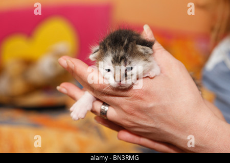 domestic cat, house cat, European Shorthair (Felis silvestris f. catus), 12 days old kitten in the hand of a woman, Germany Stock Photo