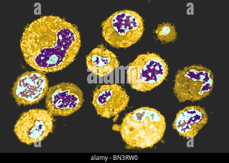Colorized transmission electron microscope image of human white blood cells (WBCs), or leukocytes Stock Photo