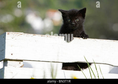 domestic cat, house cat, European Shorthair (Felis silvestris f. catus), 5 weeks old black kitten klimbing out of a wooden box Stock Photo