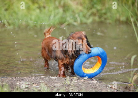 Long-haired Dachshund, Long-haired sausage dog, domestic dog (Canis lupus f. familiaris), miniature sausage dog fetching a rubb Stock Photo