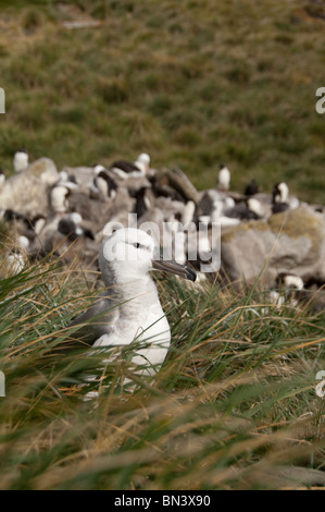Falkland Islands, West Falkland, West Point Island. Fledgling Black-browed albatross on nest (wild: Thalassarche melanophris) Stock Photo