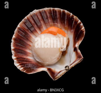 Scallop in shell, highly prized as a food source Stock Photo