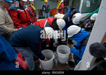 Researchers examining Antarctic Krill, Euphausia superba, samples, Antarctica Stock Photo