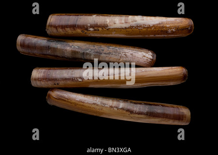 Razor clams in their shell Stock Photo