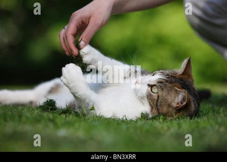 domestic cat, house cat, European Shorthair (Felis silvestris f. catus), tomcat lying in the grass, a woman playing with it wit Stock Photo