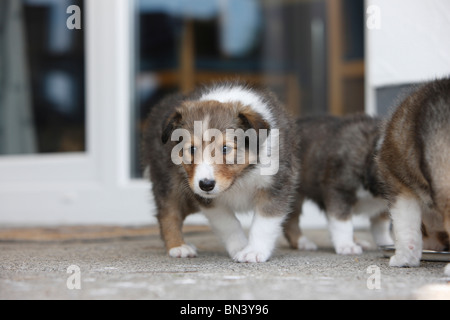 Shetland Sheepdog (Canis lupus f. familiaris), puppies at home at feeding dish, Germany