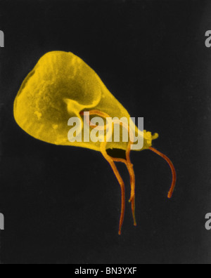 Scanning electron micrograph (SEM) of a flagellated Giardia lamblia protozoan parasite. Stock Photo