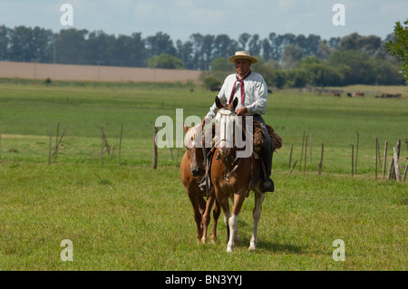 Argentina, Buenos Aires, San Antonio de Areco. Estancia El Ombu de Areco. Typical gaucho riding his horse on pampas. MR/PR Stock Photo