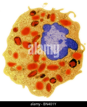 Transmission electron microscope (TEM) image of a human eosinophil. Stock Photo