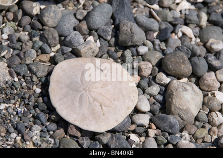 A sand dollar surrounded by rocks and pebbles covers the shore on McMicken Island State Park at low tide. Stock Photo