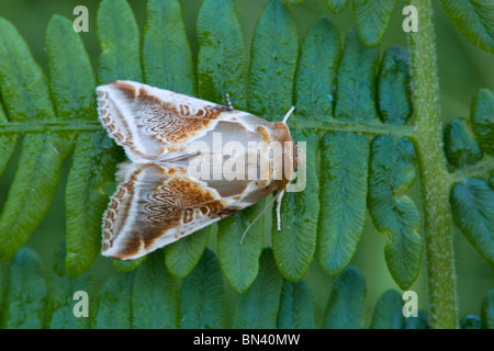 Buff Arches Moth; Habrosyne pyritoides Stock Photo