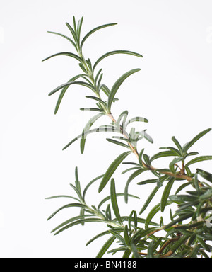 close up sprig of fresh rosemary on white background Stock Photo