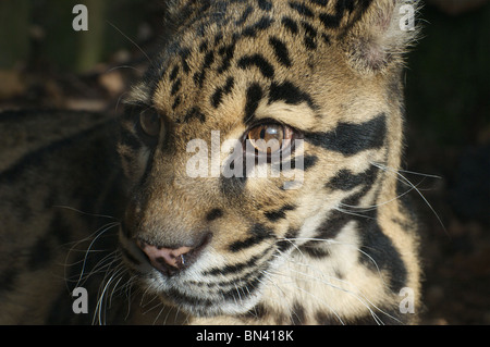 Male clouded leopard face close-up Stock Photo