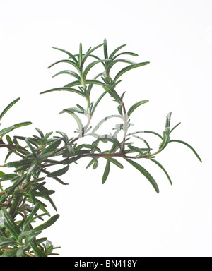 rosemary branches on white background Stock Photo