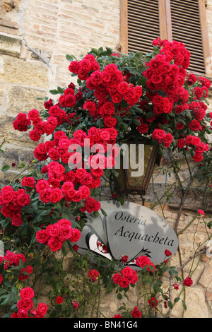 Red roses and street lamp, Montepulciano, Tuscany, Italy Stock Photo