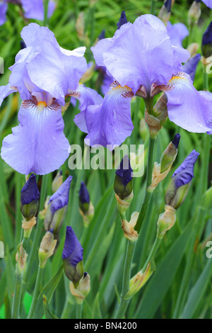 Blue iris flowers close up Stock Photo