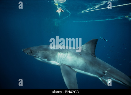 Great white shark with Pilot fish Isla Guadalupe, Mexico - Stock Image -  C041/1100 - Science Photo Library