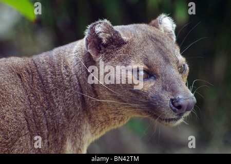 Fossa Stock Photo