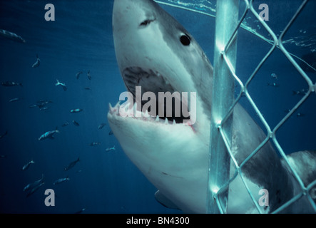 Great White Shark (Carcharodon carcharias) attacking protective shark diving cage, Dangerous Reef, South Australia Stock Photo
