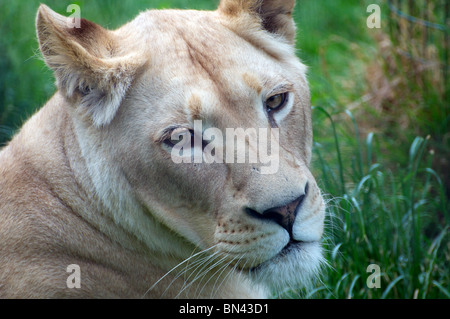 Female white lion looking at camera Stock Photo