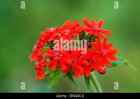 Lychnis chalcedonica, Maltese Cross flower Stock Photo