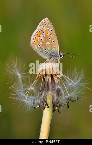 Common Blue Butterfly - Polyommatus icarus On Dandilion seed head Stock Photo