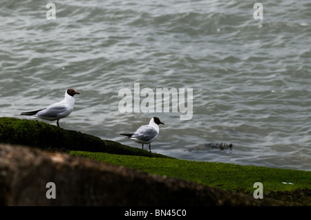 Black-headed Gulls near water.  Photo by Gordon Scammell Stock Photo