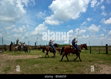 Cowboys on horses rounding up cattle and calves for vaccinations at Gulf Coast corral in Cameron Parish LA Stock Photo