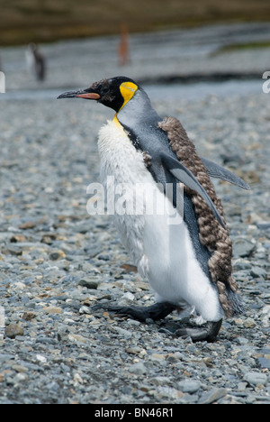 King Penguin, Aptenodytes patagonicus, moulting, South Georgia Stock Photo