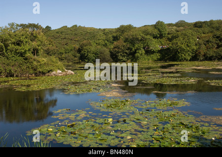 Bosherston Lily Ponds, Pembrokeshire Coast National Park, Wales, UK, Europe Stock Photo