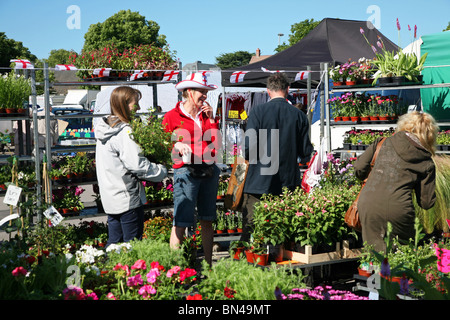 Selecting plants for the garden from a bedding plant stall in Dorchester market Stock Photo