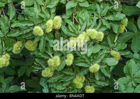 Fruit on managed sweet chestnut (Castanea sativa) trees, Switzerland Stock Photo