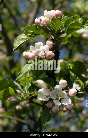 King flowers and buds on a Bramley apple tree in spring Stock Photo