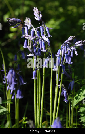 Bluebells flowering with dappled sunlight in a Devon spring woodland Stock Photo