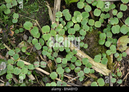 Seedling Himalayan balsam (Impatiens gladulifera) plants